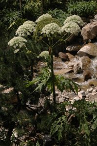 Heracleum Mantegazzianum - Berce du Caucase hd photo VSI