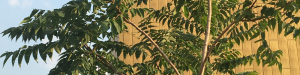 Ailanthus Atltissima - Ailante Glanduleux photo hd VSI