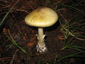 Amanite phalloïde, champignons dangereux toxiques présents en France non comestibles