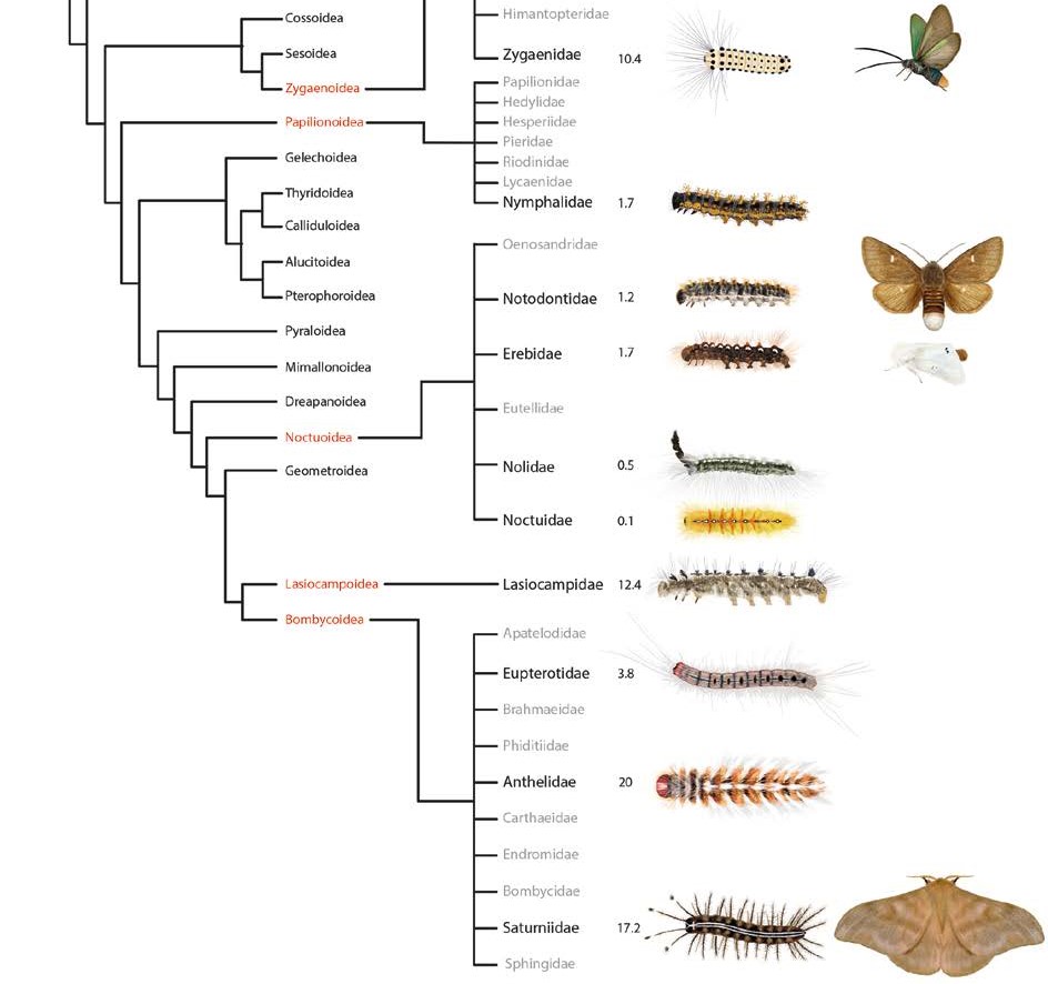 arbre phylogénétique famille lépidoptères papillons chenilles urticants venimeux danger homme quels