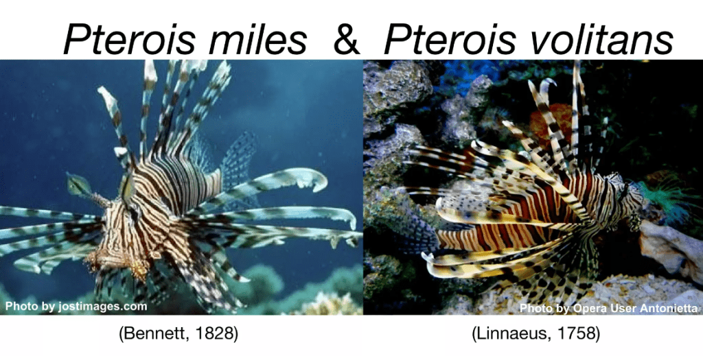 Evidence for widespread hybridization between two closely related lionfishes (Wilcox, C)
