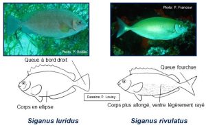 Fiche-poissons-lapin par l’Association Monégasque pour la Protection de la Nature