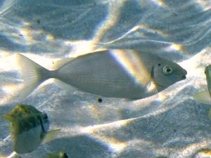 Siganus_rivulatus_Creta2011 Roberto Pillon