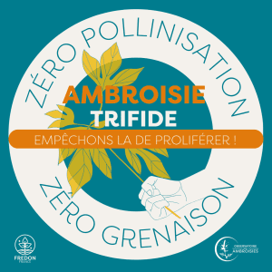 Sticker Ambroisie trifide