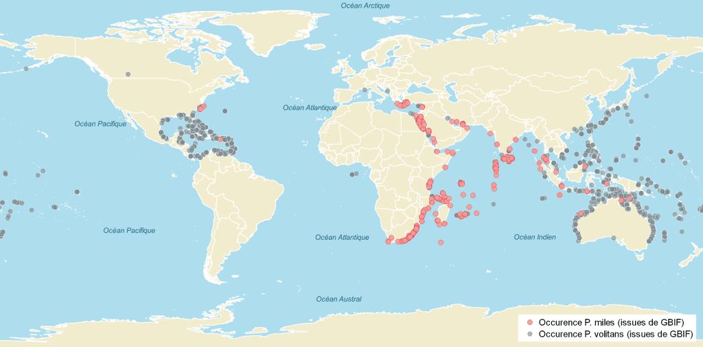 Carte de distribution mondiale de P. miles (rouge) et P. volitans (gris) d’après les données GBIF (GBIF.org (24 juin 2020) GBIF Occurrence ©Centre de ressources Espèces exotiques envahissantes