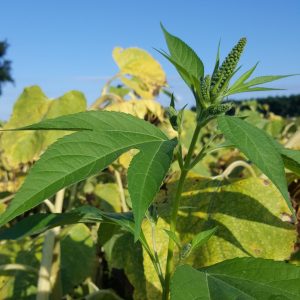 ambroisie trifide photographie HD reconnaitre trifida géante plante allergène santé