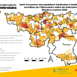 ambroisie Belgique