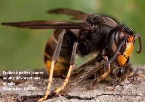 Frelon à pattes jaunes adulte dévorant une abeille, frelon asiatique