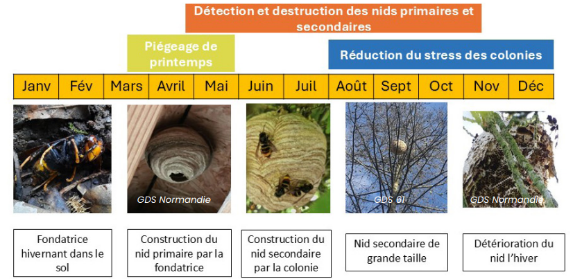 moyens de lutte frelon asiatique, frelon à pattes jaunes