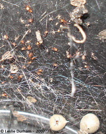 Juvéniles et oeufs de Latrodectus mactans veuve noire