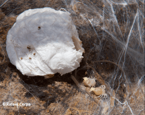 Oothèque et juvéniles de Macrothele calpeiana - mygale andalouse