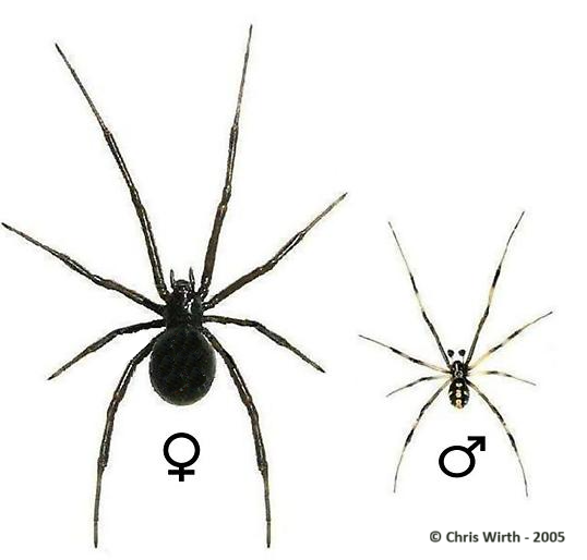 Spécimen femelle et mâle Latrodectus mactans veuve noire