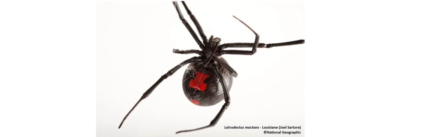 Veuve noire latrodectus mactrans