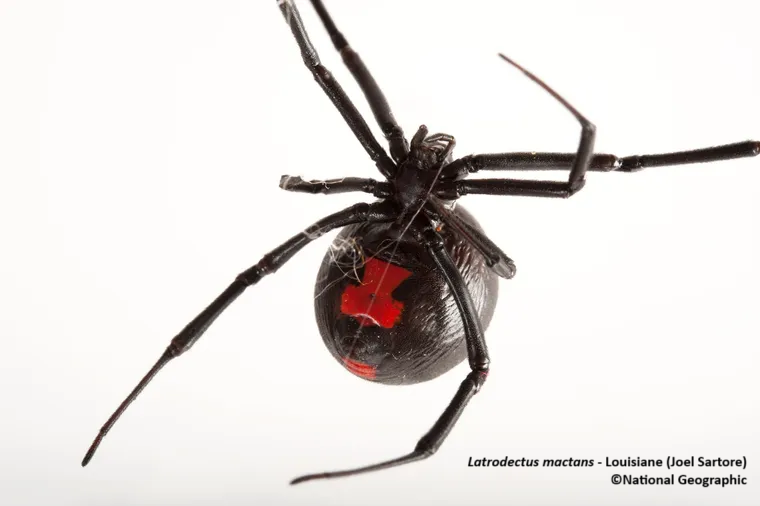 Veuve noire - Latrodectus mactans